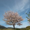 しまばら火張山花公園 桜