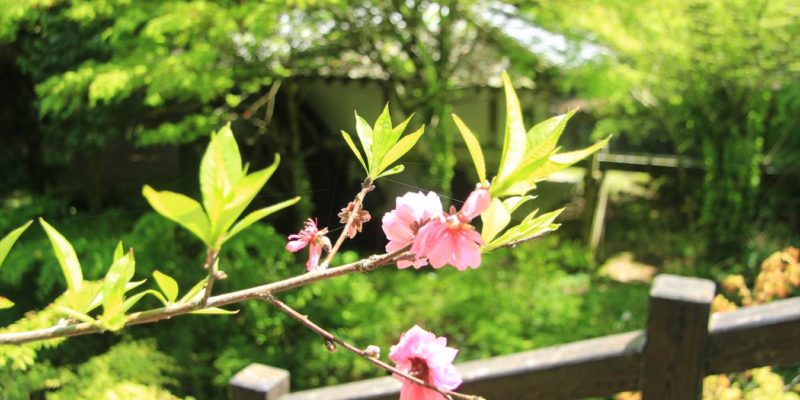 渓流公園 残りの桜と水車小屋